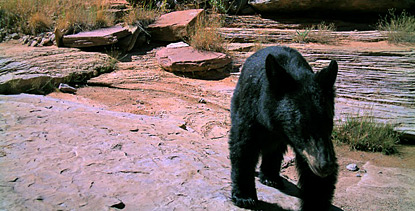 Black bear in the Needles District