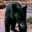 Black Bear