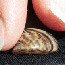 Zebra Mussel Advisory