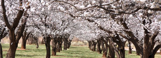 Orchards in Bloom