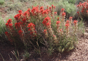 Indian Paintbrush