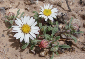 Silvery Townsendia