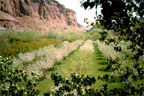Orchards in bloom