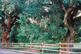 Fremont Cottonwood Trees near the picnic area