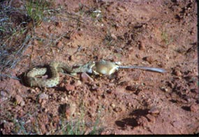 Midget Faded Rattlesnake devouring a kangaroo rat