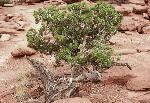 Utah Juniper (Juniperus osteosperma) is common throughout the park and has a fibrous bark that becomes shredded with age.
