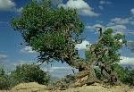 Pinyon (Pinus edulis) has yellowish brown bark that grays with age. American Indians used the sticky resin as a glue and waterproofing agent.