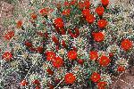 Claret Cup Cactus