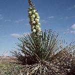 Harriman's Yucca (Yucca harrimaniae) has bell-shaped cream colored flowers that grow 14-30 inches above the leaves. American Indians used the plant fibers to make rope.