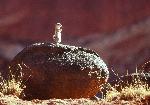 Antelope Ground Squirrel