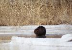 Beaver on Ice
