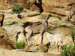 Bighorn Sheep