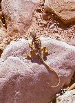 Collared Lizard