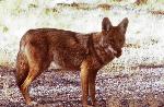 Coyote