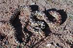 Gopher Snake