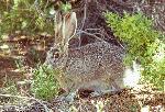 Jackrabbit
