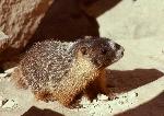Marmot