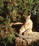 Mountain Lion