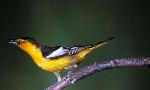 Northern Oriole