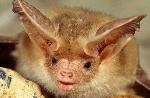 Pallid Bat