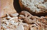 Rattlesnake