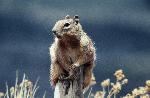 Rock Squirrel