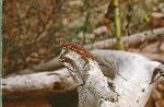 Side-Blotched Lizard