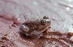 Spadefoot Toad