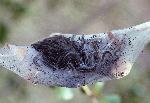 Tent Caterpillars