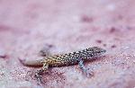 Whiptail Lizard
