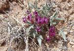 Ferron Milkvetch (Astragalus musiniensis) is a common endemic species found in the Colorado Plateau. It is found at low elevations in the park, in mixed desert scrub, salt desert, and pinyon juniper woodlands.