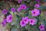 Showy Four O'Clock (Mirabilis multiflora) is found in mixed desert scrub and pinyon juniper woodland communities throughout the park. It was commonly used for medicinal purposes by American Indians.
