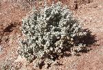Roundleaf Buffaloberry (Shepherdia rotundifolia) is an evergreen shrub endemic to the Colorado Plateau. Settlers cooked the berries to make a sauce for buffalo steaks, giving the plant the name "buffaloberry".