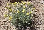 Yellow Catspaw (Crptantha flava) is common throughout the park and typically found on hillsides and barren clay soils. It is associated with saltbrush scrub, mixed desert scrub, and pinyon juniper woodland communities.