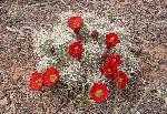 Claretcup Cactus (Echinocereus triglochidiatus) is found throughout the park in sandy to clay soils on upland benches and occasionally in canyon bottoms. It is associated with mixed desert scrub and pinyon juniper woodland communities.