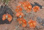 Common Globemallow (Sphaeralcea coccinea) is found in mixed desert scrub, sagebrush, pinyon juniper woodland, and ponderosa pine communities in wash bottoms and uplands. It was used by Navajo Indians to heal wounds, stop bleeding, and treat colds.