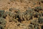 Biological soil crust is common in arid environments and composed of living organisms including cyanobacteria, mosses, and lichens.  Biological soil crust is highly sensitive and visitors should use care to avoid stepping on the crust.