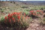Indian Paintbrush (Castilleja chromosa) are common in the central and southern portions of the park. Indian paintbrushes are root parasitic, meaning they attach their roots to the roots of other plants and take nutrients.