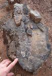 Petrified wood is a type of fossil formed when buried wood is mineralized.