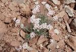 Mountain Pepperplant (Lepidium montanum) is found in dry, sandy to rocky soils on hills and benches in desert scrub, sagebrush, and pinyon juniper woodland communities. It is common throughout the park and has seeds that taste like black pepper.