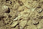 Oyster Shell Reef (Dakota Sandstone Formation)