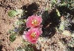 Central Pricklypear (Opuntia polyacantha) is associated with mixed desert scrub, sagebrush, pinyon juniper woodland, and ponderosa pine communities. It is common in sandy to rocky soils, especially along the Cohab Canyon Trail.