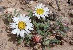 Silvery Townsendia (Townsendia incana) is associated with dry, sandy or clay soils on hills and benches in desert scrub, saltbrush, sagebrush, and pinyon juniper woodland communities.