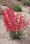 Utah Penstemon (Penstemon utahensis) is found in sandy soils on canyon bottoms, hills, or benches in mixed desert scrub, blackbrush, and pinyon juniper woodlands. It is common in the central and southern parts of the park.