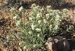 Yellow Eye Catspaw (Cryptantha flavoculata) is found in saltbrush scrub, mixed desert scrub, pinyon juniper woodland, and ponderosa pine communities. It is common throughout the park and typically found on hillsides and uplands.