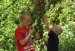Kids enjoy picking and eating peaches in Capitol Reef's historic orchards.