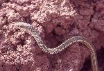 Terrestrial Gartersnake