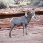 Desert Bighorn Sheep
