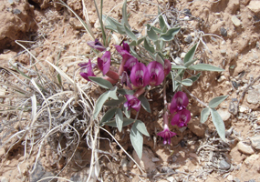 Ferron Milkvetch