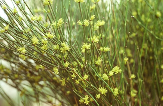 Skinny green, jointed stems, with little flower-like yellow clusters on it.